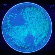 E.coli