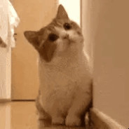 特鲁看好小玉，老爹玩会手机