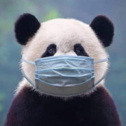 PANDA 熊貓????