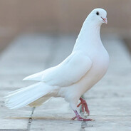 coo