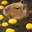 Capybara