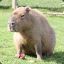 all hail capybara