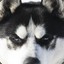 HandsomeHuskie