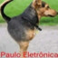 PAULO ELETRONICA CSGOSKINS
