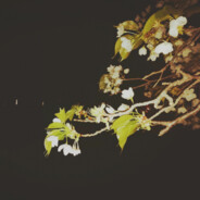 凡尔登退伍老兵挑战Apex惨遭遗憾离场