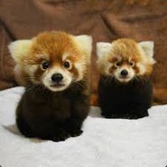 RedPanda