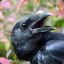 Ruffled Crow