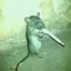 rat attack