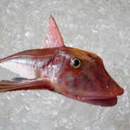 Gurnard