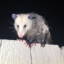 Opossum