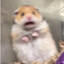 hamster