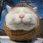 Gaturro