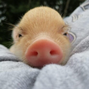 minipig