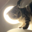猫天王