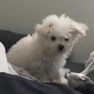 迪某总是被打爆