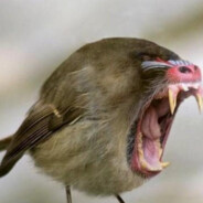 BigBassBird - steam id 76561199808161096