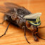Locotenent Musca