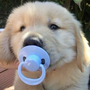pet's Avatar