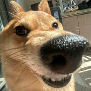 Chó Kêu Meo Meo….