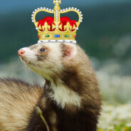 Roi Furet