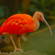 Flameengo