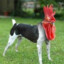 MyPetChickenDog