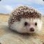 Forg!ve me I&#039;m A Hedgehog