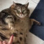 CHONKY PUSSY