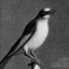 Jackdaw