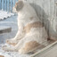 Mitten