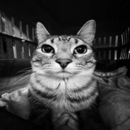 lolpat31