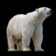 Herbert l&#039;ours cuistot