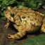 Toad