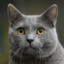 Chartreux