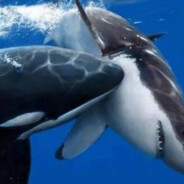 東海帝皇の趾は皆、私の口のアルプスだ