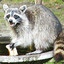 RACOON