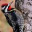 Yellow Bellied Sapsucker