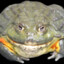 ERRENNIR AFRICAN BULLFROG