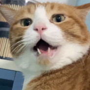 <size="70">街机恶霸小草莓的猫在挡屏幕</size>