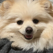 Beaujolais - steam id 76561199516433619