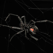 Spider - steam id 76561197963466677