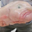 Blobfisch Ado