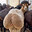 BBL (Hamas Elder) Goat