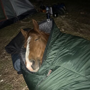 cavalo que dorme