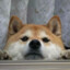 So Shibe