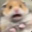 rly_scared_hamster