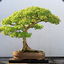 masterbonsai