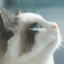 crazycat081210