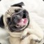 Laughing Pug