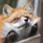 SleepingFox